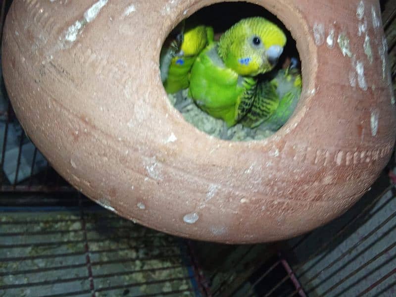 urgent sale budgies with chicks 3