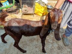 Baby Goat For Sell 10 months