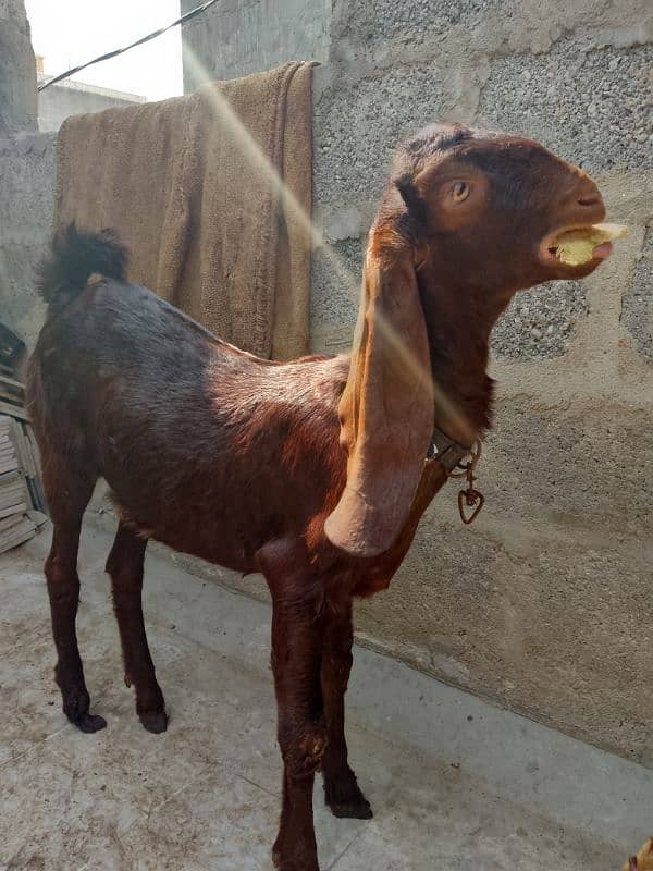 Baby Goat For Sell 10 months 1