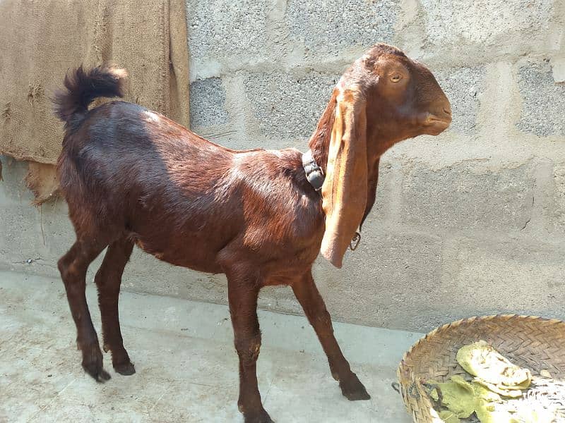 Baby Goat For Sell 10 months 2