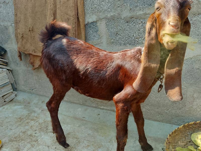 Baby Goat For Sell 10 months 3