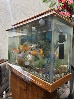 Aquarium with 11 fishes and table