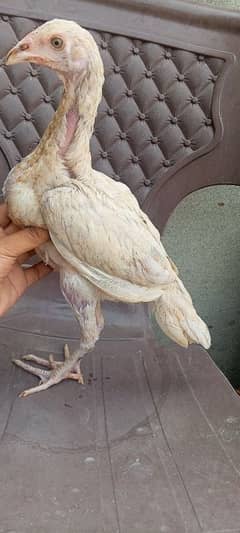 Aseel 3no ka 5500 final Aseel chicks age 5 months home breed