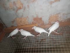 white java bridar pair love birds parrots Finch Dove