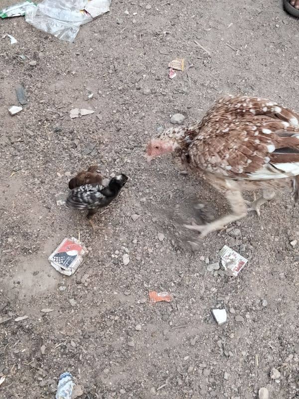 ASEEL HIGH QUALITY HENS WITH CHICKS 6