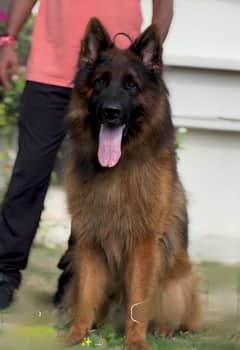 German shepherd Male