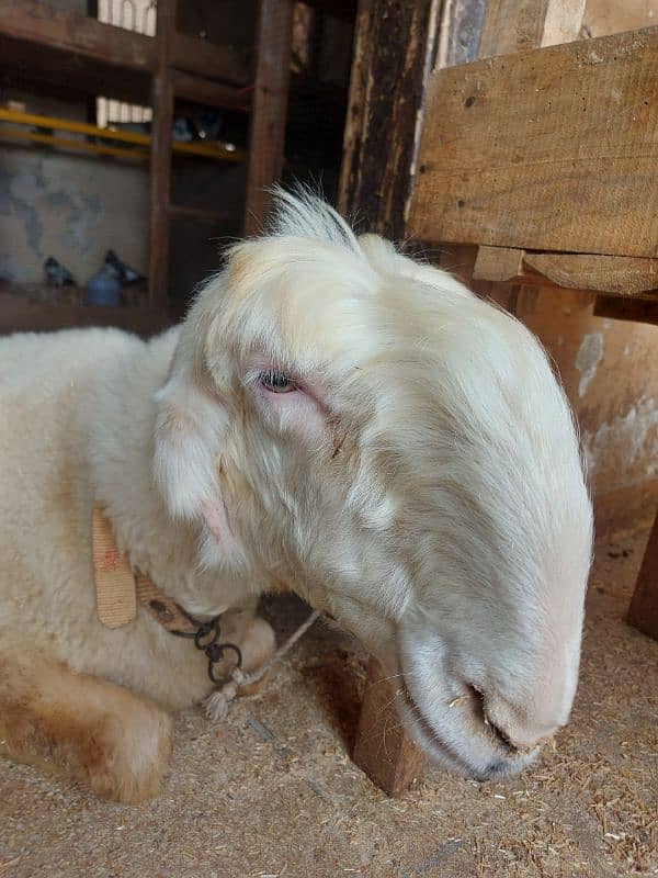 Kaki Mundri Sheep Gaban 0