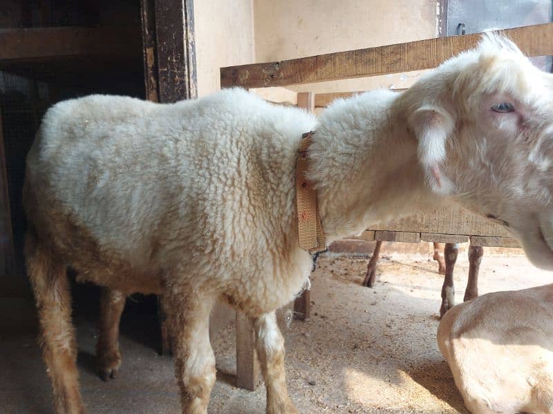 Kaki Mundri Sheep Gaban 1