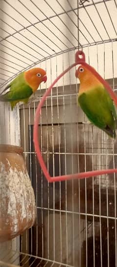 lovebird