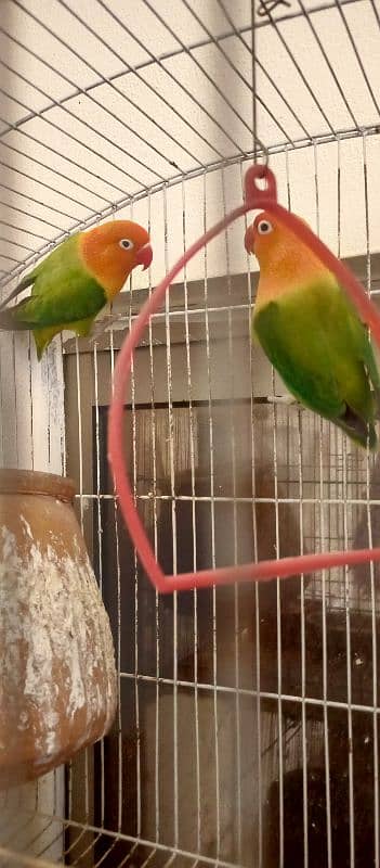 lovebird urgent sale 0