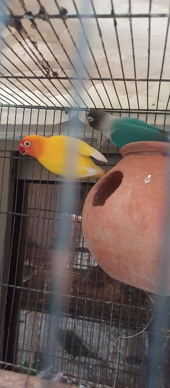 lovebird urgent sale 1