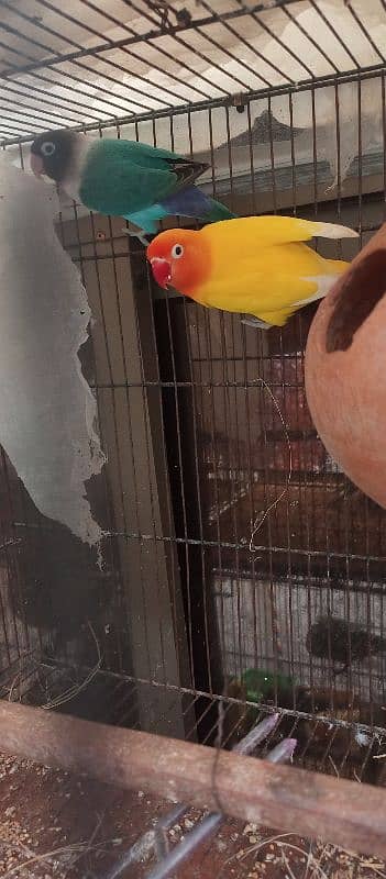 lovebird urgent sale 2