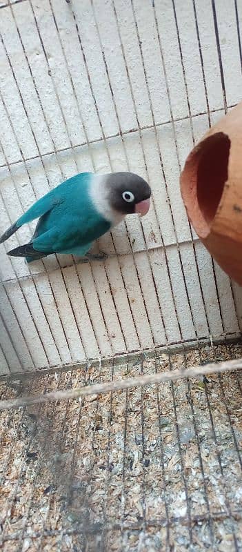 lovebird urgent sale 3