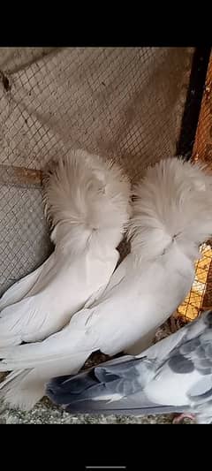 Jacobin paper white breeder pair