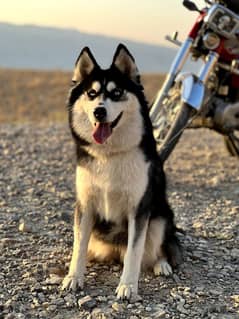 SEBRIAN HUSKY FEMALE PUPPY | Puppy | Dog | Wolly coat Puppy