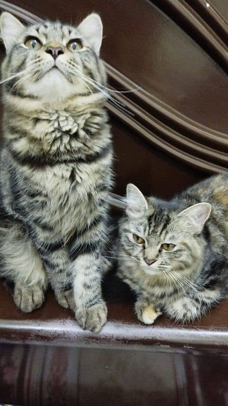 Persian kitten 6 month pair Washroom trained playful healthy kittens 1