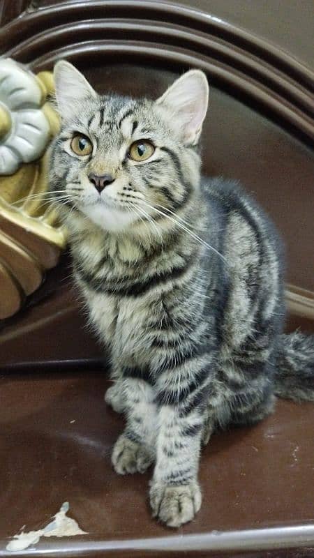 Persian kitten 6 month pair Washroom trained playful healthy kittens 2