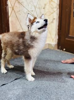 Siberian Husky Puppy