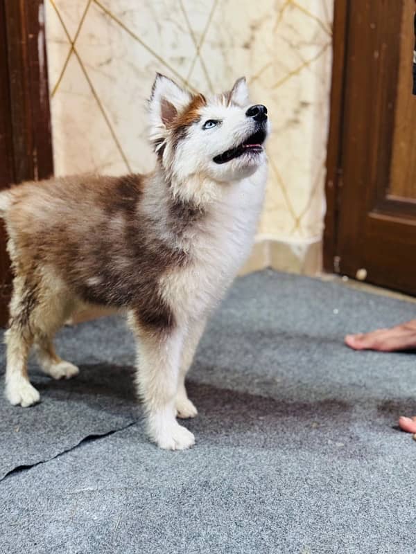 Siberian Husky Puppy 0