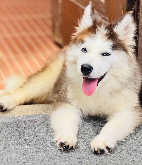 Siberian Husky Puppy 2