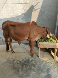 Sahiwal Cow