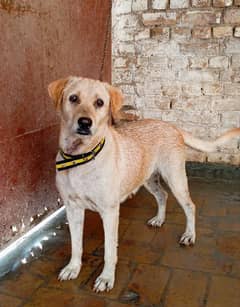 American Labrador Female 9 months age