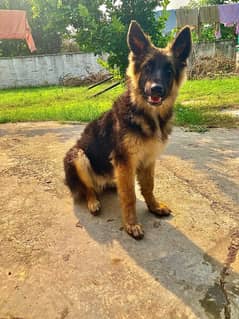 german shepherd triple coat female