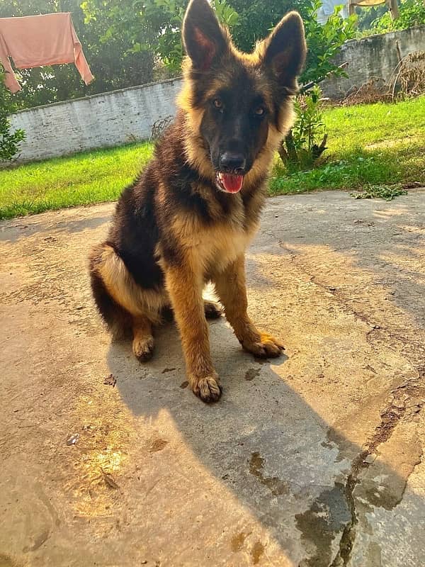 german shepherd triple coat female 3