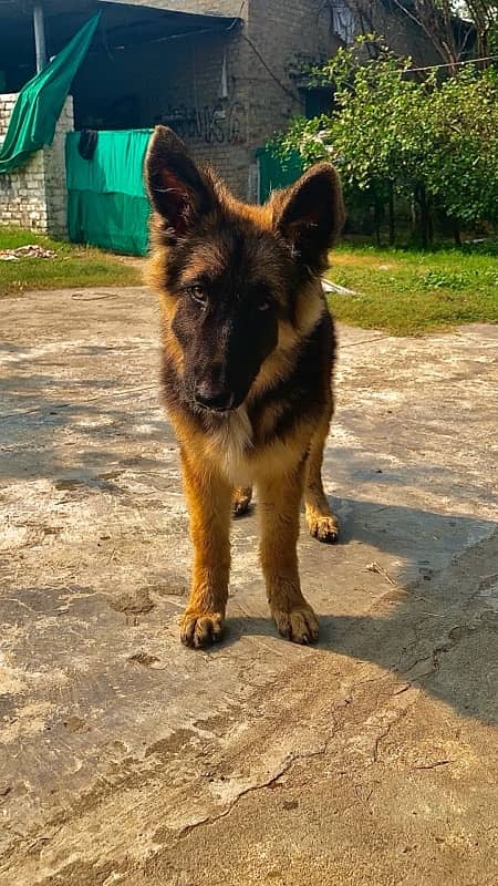 german shepherd triple coat female 4