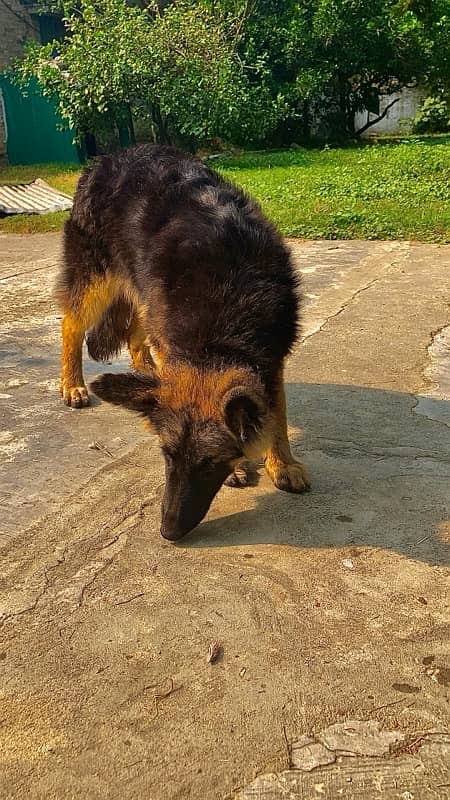 german shepherd triple coat female 5