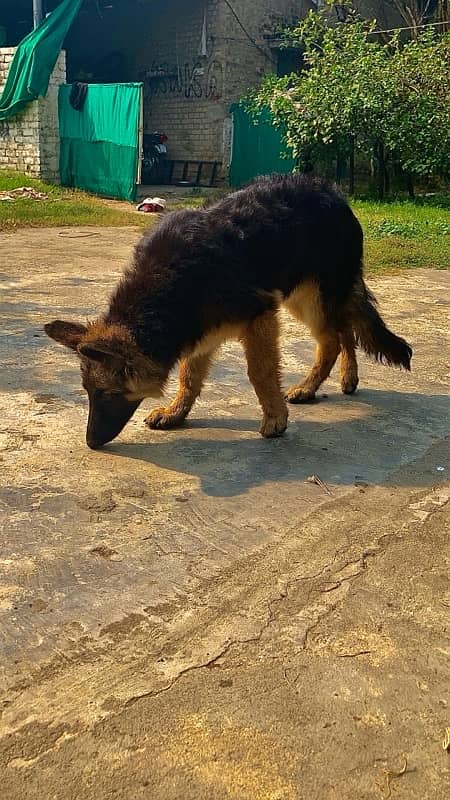 german shepherd triple coat female 6