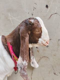 patera Sindhi nasal bakra