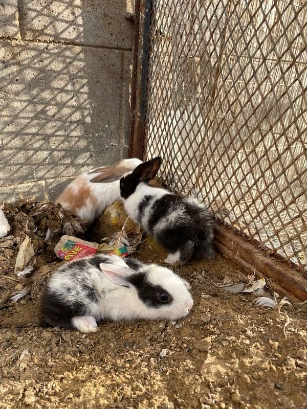 Rabbit Bunny male female pair 0