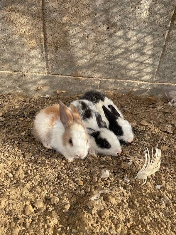 Rabbit Bunny male female pair 3