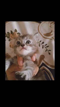 Himalayan double coated / white tiger shaded  3 cats for sale