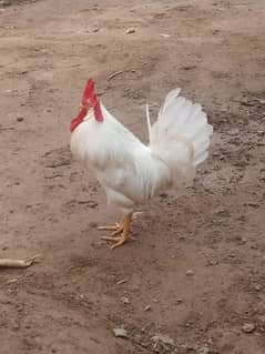 two beautiful male hen for sale