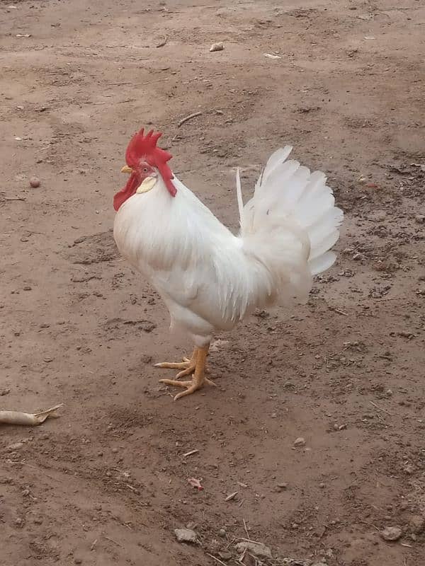 two beautiful male hen for sale 1