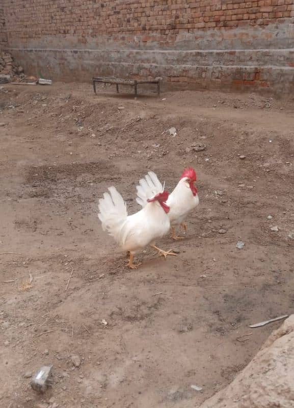 two beautiful male hen for sale 4