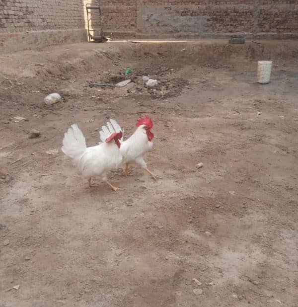 two beautiful male hen for sale 5