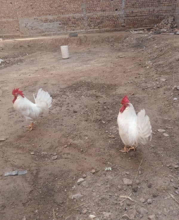 two beautiful male hen for sale 6