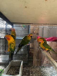 Sunconure non pathy