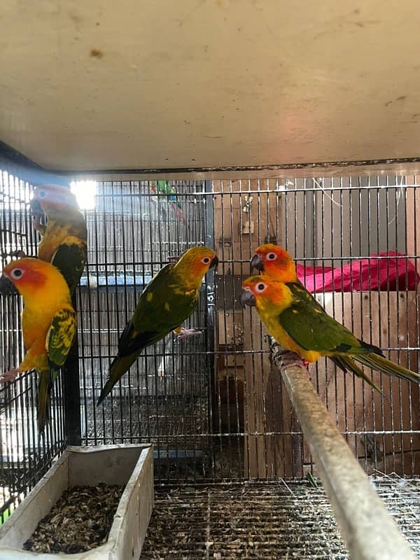 Sunconure non pathy 2