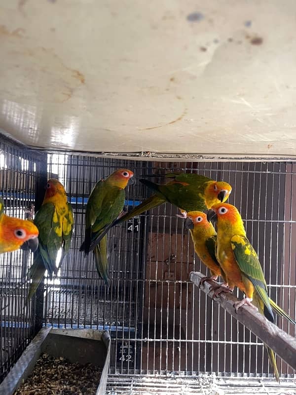 Sunconure non pathy 3