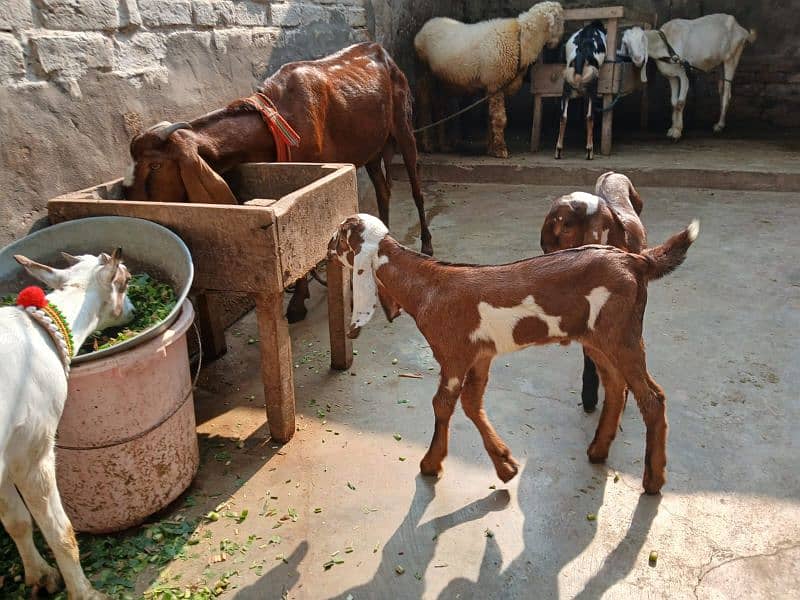 2 bacha male Saat 1 kg malik 1 Time 2nd Timer suwa 1