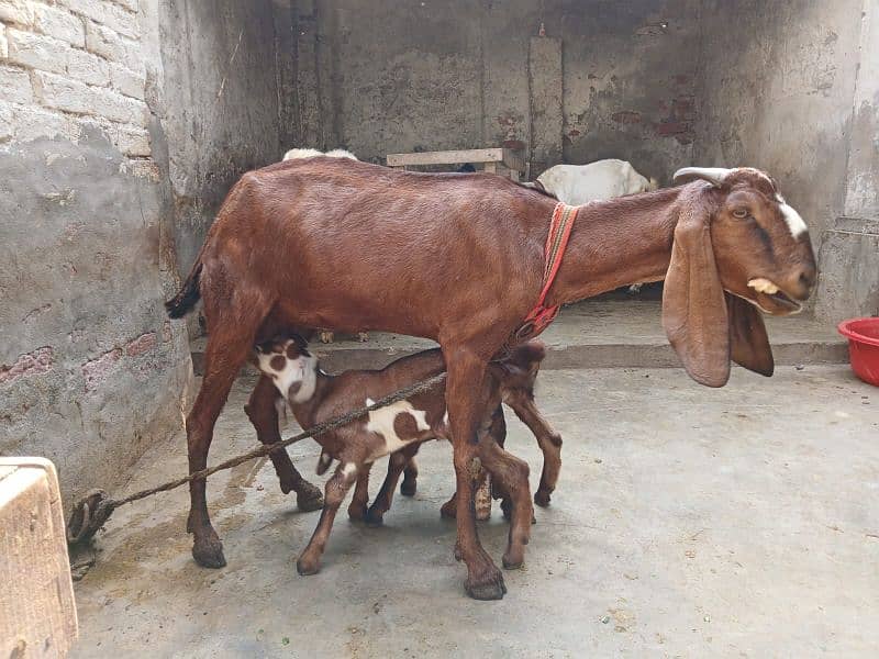 2 bacha male Saat 1 kg malik 1 Time 2nd Timer suwa 2