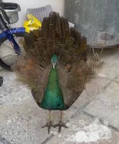 2 male peacocks adult