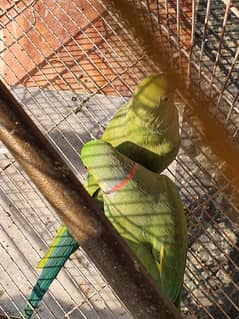 Ringneck breeder pair