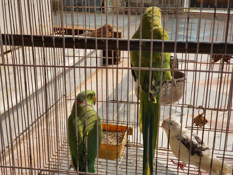 Ringneck breeder pair 2