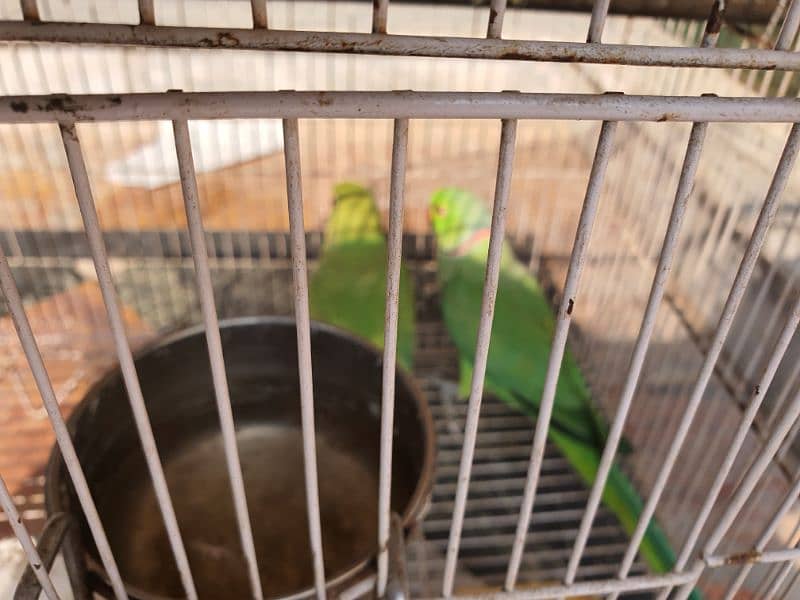 Ringneck breeder pair 4