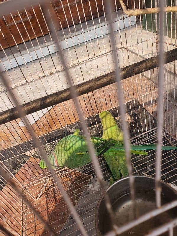 Ringneck breeder pair 5